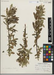 Foto von Salix maccalliana Rowlee